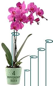 BLOOMAX® - 9 Inch, Metal Plant Support Stakes With Amaryllis Plant ...