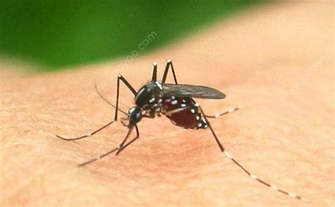 蚊子的吸血特性除虫公司告诉你【帮帮百科】