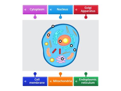 Cell Label 的图像结果