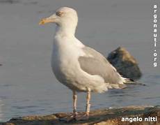 gabbiano reale nordico gabbiano reale nordico larus argentatus gabbiano reale nordico gabbiano reale nordico larus argentatus