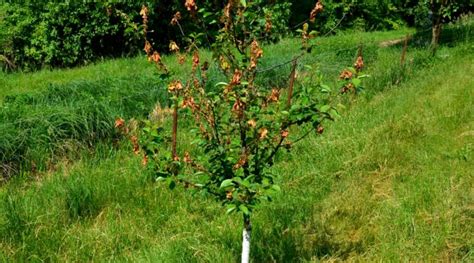 Image result for Cherry Tree Root System