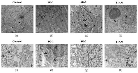 Endogenous 3-Iodothyronamine (T1AM) and Synthetic Thyronamine-Like ...