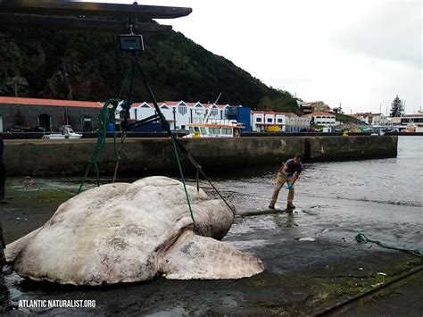Giant sunfish sets new record for world’s largest bony fish