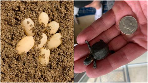 Man performs C-section on dying turtle to save its eggs, shares story ...