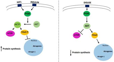 Metabolic Pathways and Ion Channels Involved in Skeletal Muscle Atrophy ...