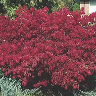 Image result for Dwarf Compact Burning Bush 5 Container