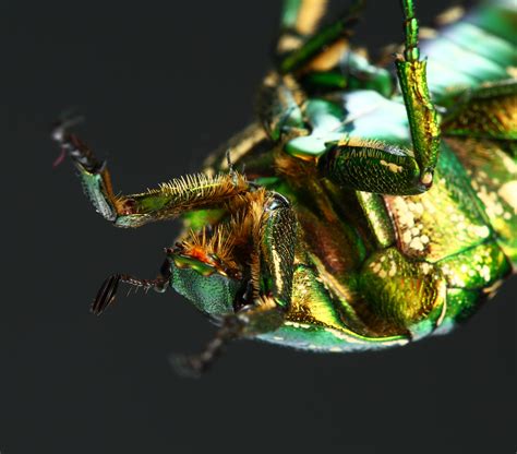 甲壳虫|摄影|动物|庞正辉 - 原创作品 - 站酷 (ZCOOL)
