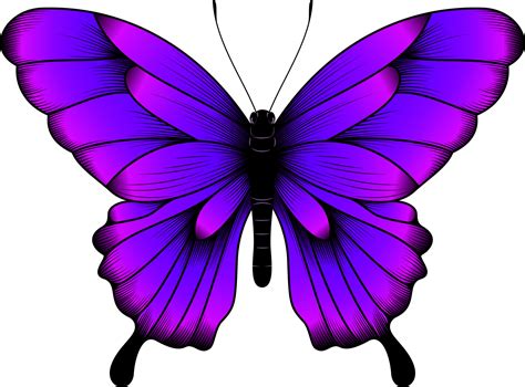 Tropical Purple Butterfly Illustration - Beautiful Butterfly Vector ...