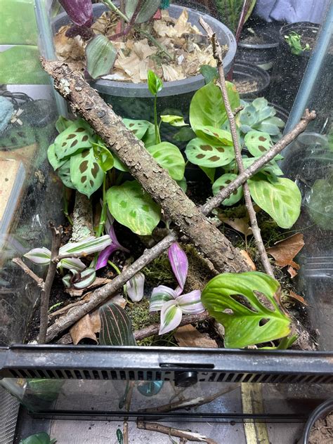 How do I kill fungus gnats : r/terrariums