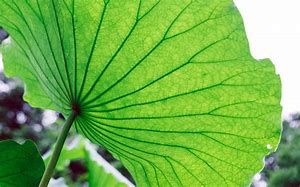 lotus leaf 的图像结果