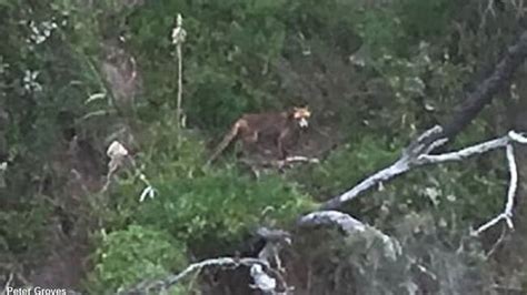 Tasmanian Tiger Photographed? | Coast to Coast AM with George Noory ...