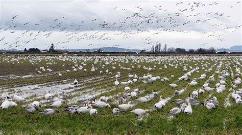 Snow Geese Spring Migration in Alaska 2025 - Rove.me