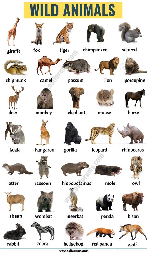 Animals Name List In English A To Z