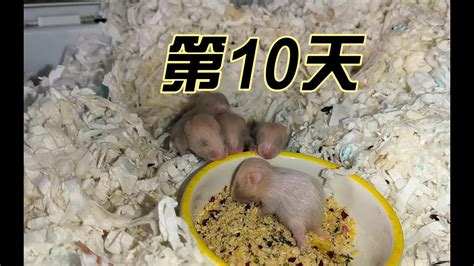 仓鼠宝宝第10天，尝试给它们吃一点辅食，但它们好像不感兴趣啊 - YouTube
