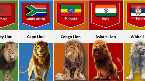 Lion From Different Countries | Different Types of Lion - YouTube