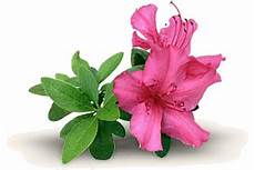 fiori azalee belmonte mezzagno news la pianta mese l azalea i fiori azalee belmonte mezzagno news la pianta mese l azalea i