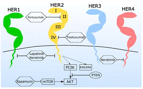 Emerging Biomarkers and Targeted Therapies in Feline Mammary Carcinoma