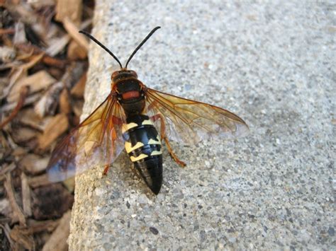 Cicada Wasp Hunters - How To Control Cicada Killer Wasp