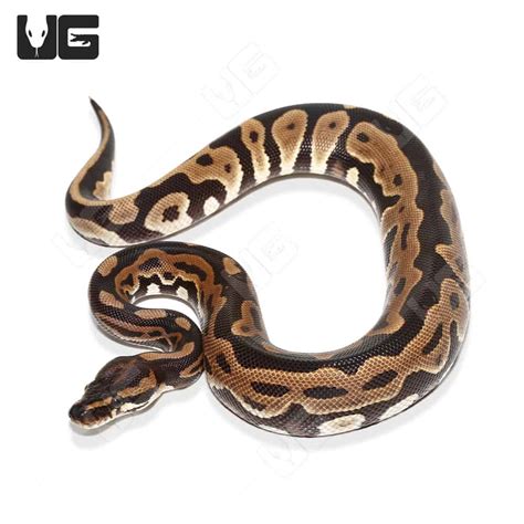 Image result for Lavender Spider Ball Python