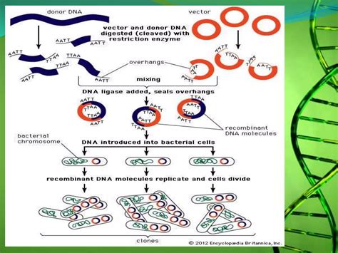 Recombinant DNA Technology 的图像结果