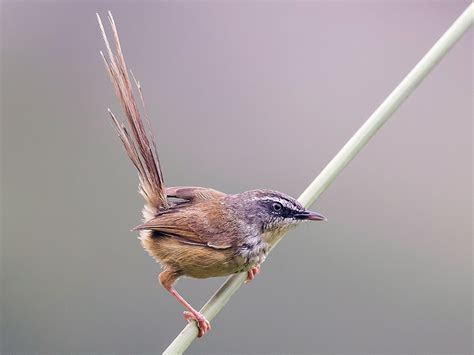 Hill Prinia - eBird