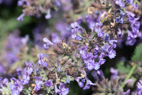 22 Best Deer-Resistant Perennial Plants