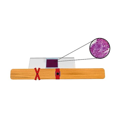 Buy ThinkTac DIY 100x Microscope (Science Kit) Online at Low Prices in ...