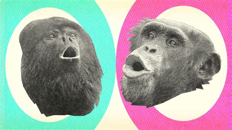 What Is The Difference Between Monkeys And Apes? | Britannica