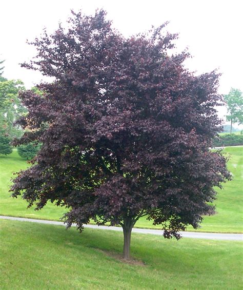Purple Leaf Plum Tree