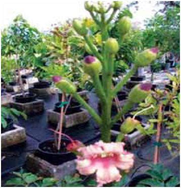 Oroxylum indicum | Vikaspedia - India's Knowledge Portal