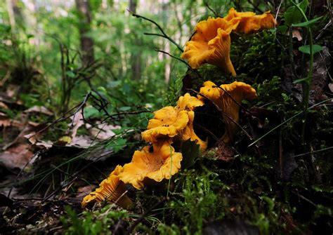 Download wallpaper forest, mushrooms, moss, stump, chanterelles, family ...