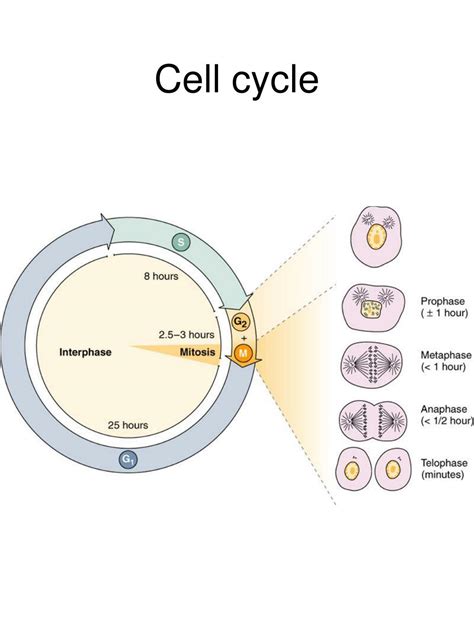 Cell Structure and Function 的图像结果