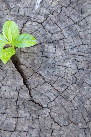 Download wallpaper wood, leaves, plant, section textures in resolution ...