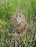 Image result for Rabbit Nest Exposed to Elements