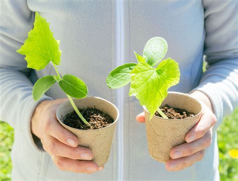 11 Tips for Growing Cucumbers in Pots