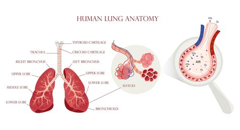 Lung Anatomy Alveoli