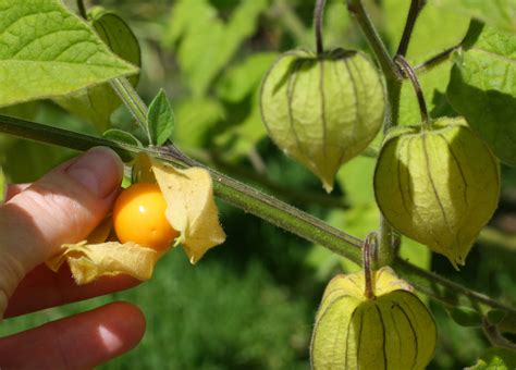 66 Square Feet (Plus): Growing Cape gooseberries