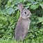 Image result for Photos of Baby Bunnies