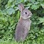 Image result for Cute Wild Bunny Plushies