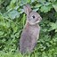 Image result for What to Do with Wild Baby Bunnies