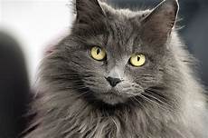 cat hair hair or hair which cat breeds do you prefer cat hair hair or hair which cat breeds do you prefer