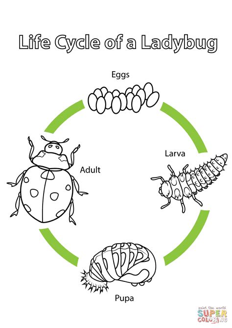 Image result for Ladybug Life Cycle Printable