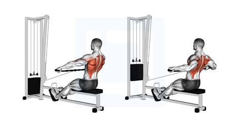 Image result for Cable Row Muscles