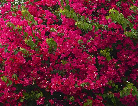 Bougainvillea Plant Care & Growing Tips | Horticulture.co.uk