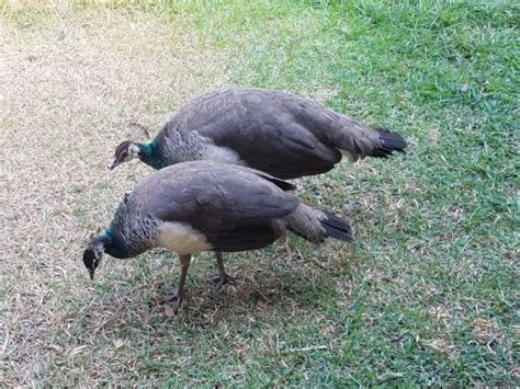 VIGLOSAM LODGE (Wenchi) - Lodge Reviews, Photos, Rate Comparison ...