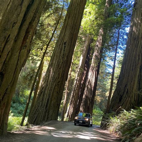 Grove of Titans Trail (2026) - All You MUST Know Before You Go (with ...