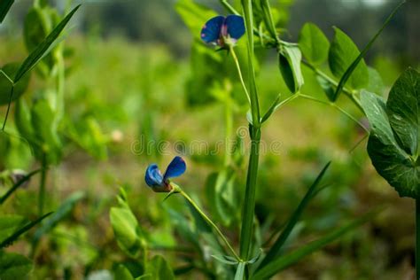 Image result for Scratchfolder Environment Setting Python