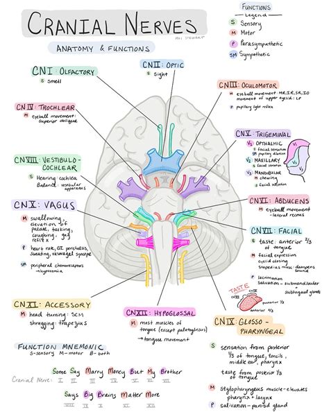 Cranial Nerves Anatomy And Physiology Worksheet Answers | Anatomy ...