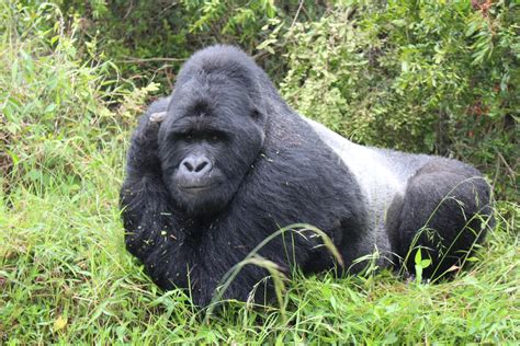 Silverback gorilla size , size of silverback gorilla, Silverback size