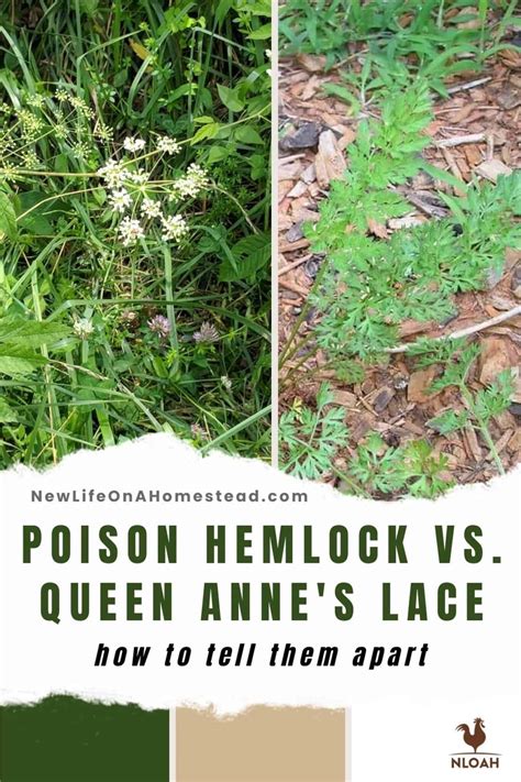 Poison Hemlock vs. Queen Anne's Lace: 8 Differences to Look For